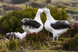 Gamming royals: Royal albatross gamming near boardwalk on Enderby Island